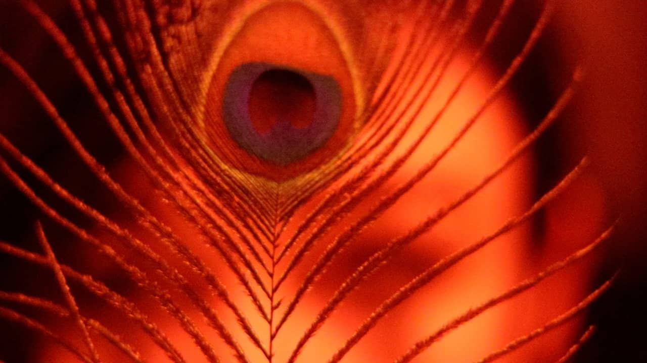 The Inner Demon / The Inner Angel backdrop