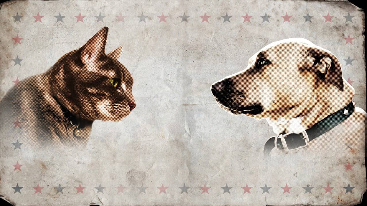 Cat vs. Dog backdrop