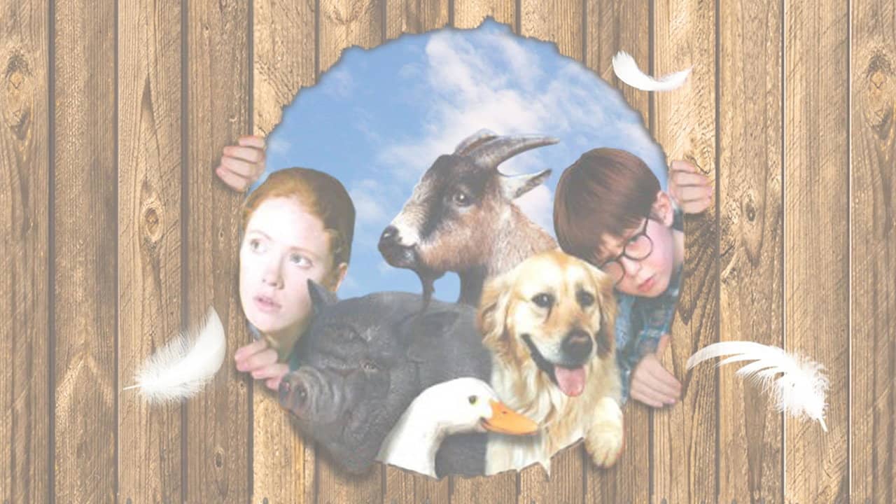 Pets backdrop