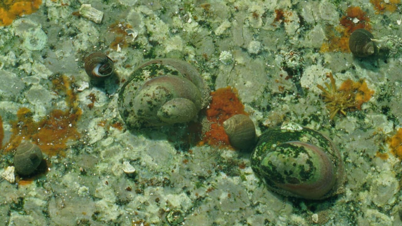 Tide Pools backdrop