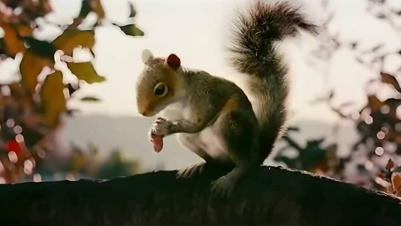Squirrels backdrop