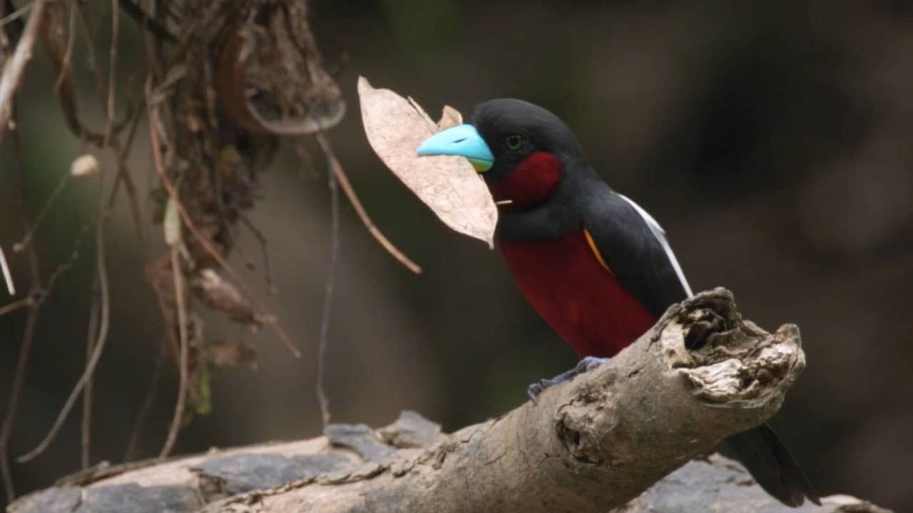 Bornéo, la forêt miraculée backdrop