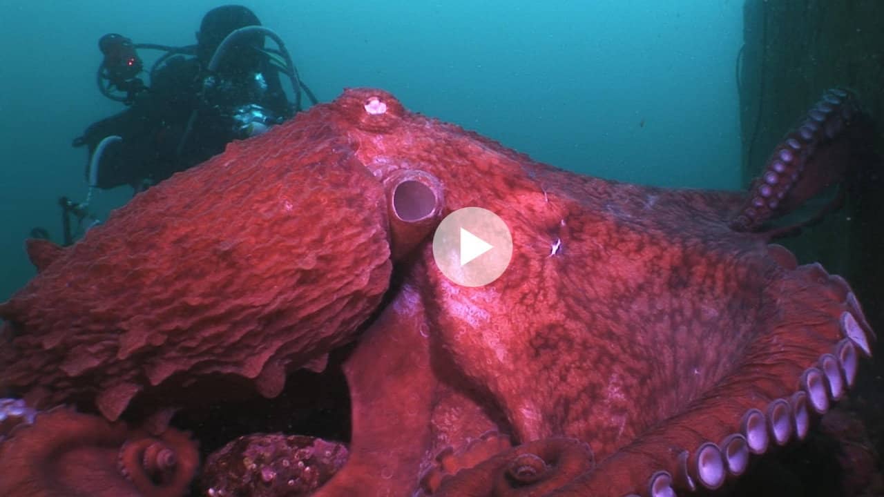 Animal Instincts - When Monsters Call - The Bizarre Water-World of Noto Peninsula, Japan backdrop