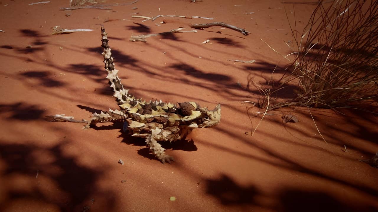 Deadly Australians backdrop