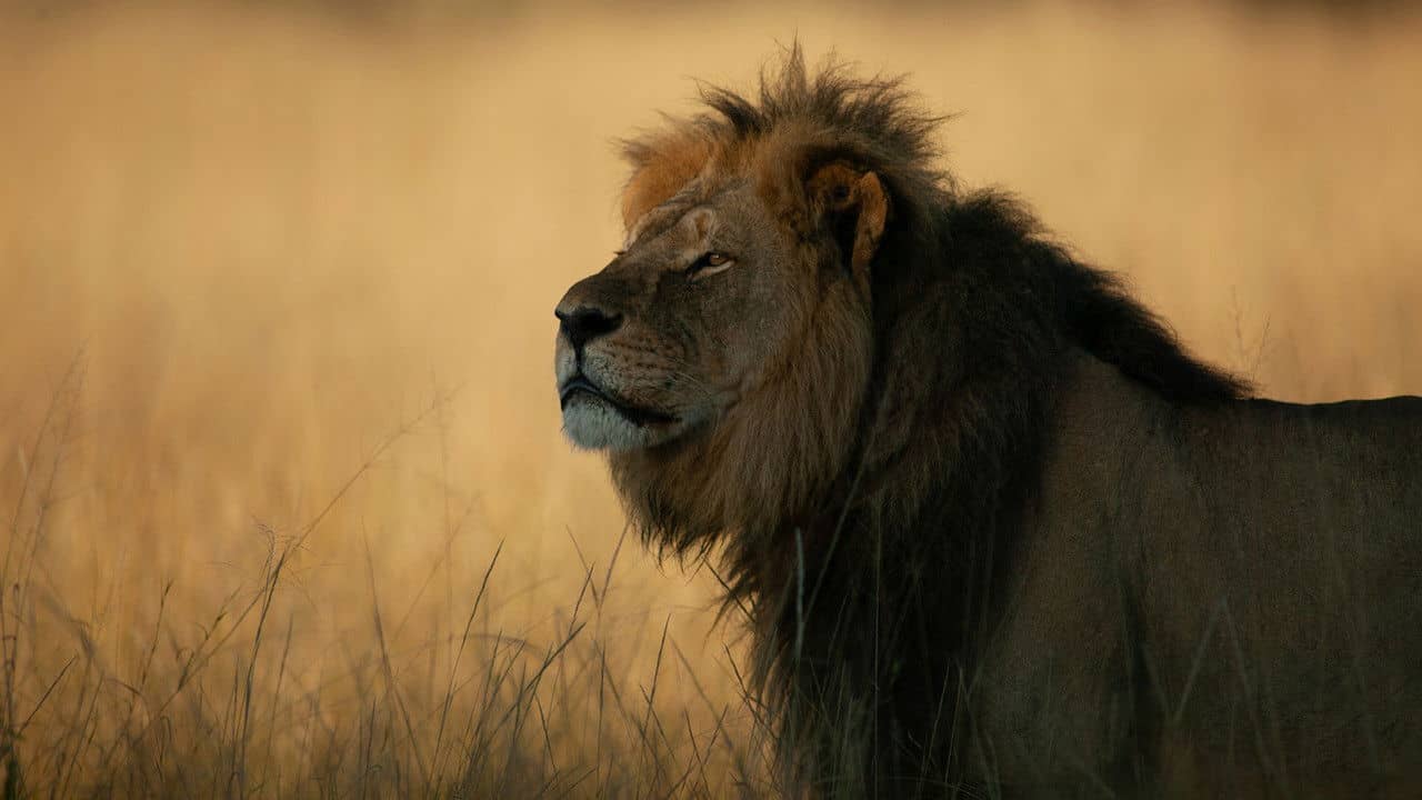 Cecil backdrop