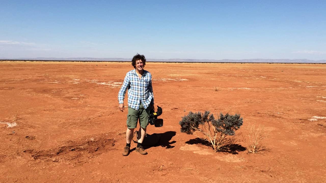 Night Parrot Stories backdrop
