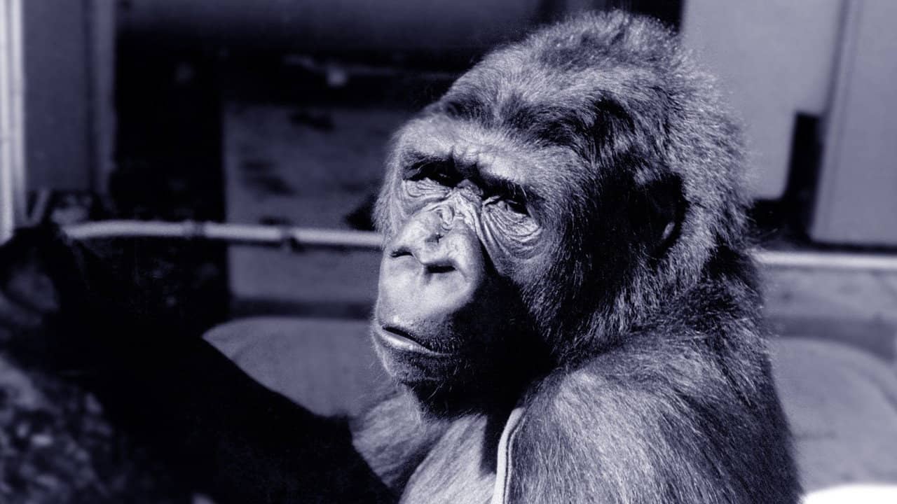 Koko: A Talking Gorilla backdrop