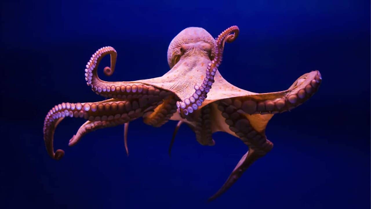 Cephalopods: The Reign of Suckers backdrop