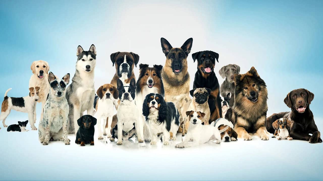 Top Jobs for Dogs backdrop