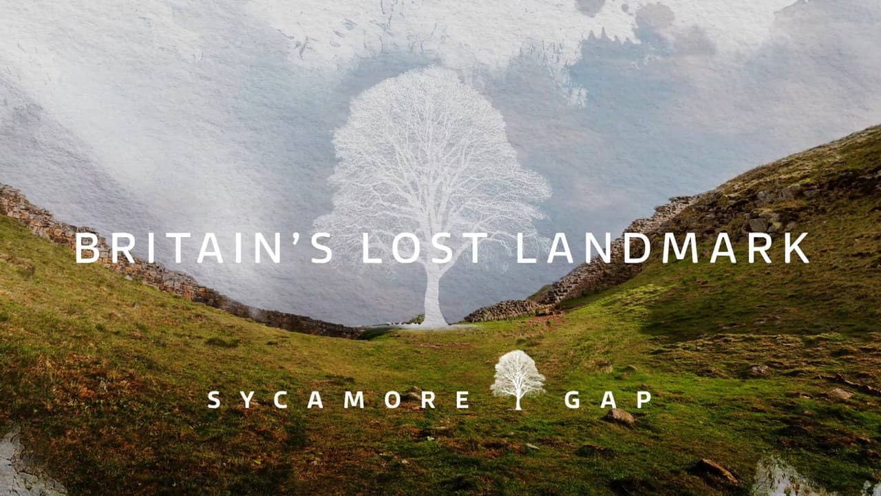 Sycamore Gap: Britain's Lost Landmark backdrop