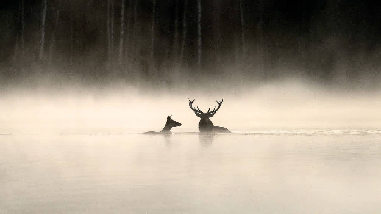 Whispers in the Woods backdrop