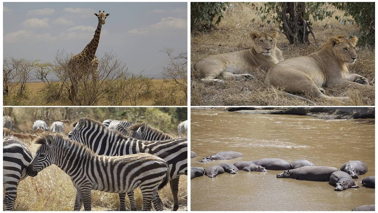 Safari: Africa backdrop
