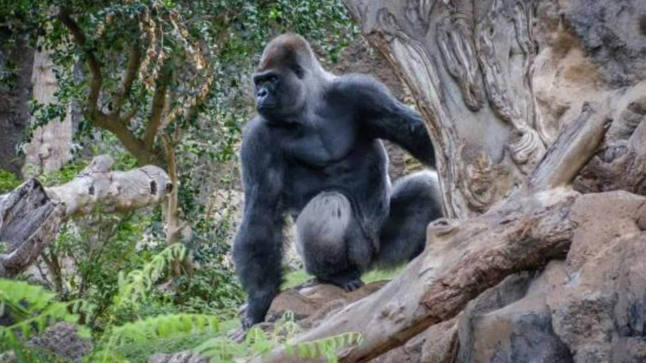 Gorillas: Rumble in the Jungle backdrop