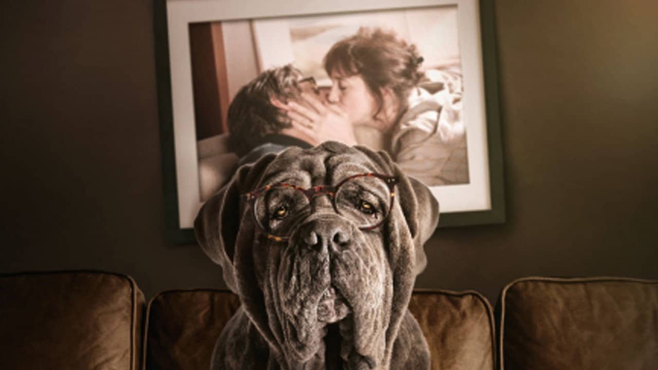 My Dog Stupid backdrop