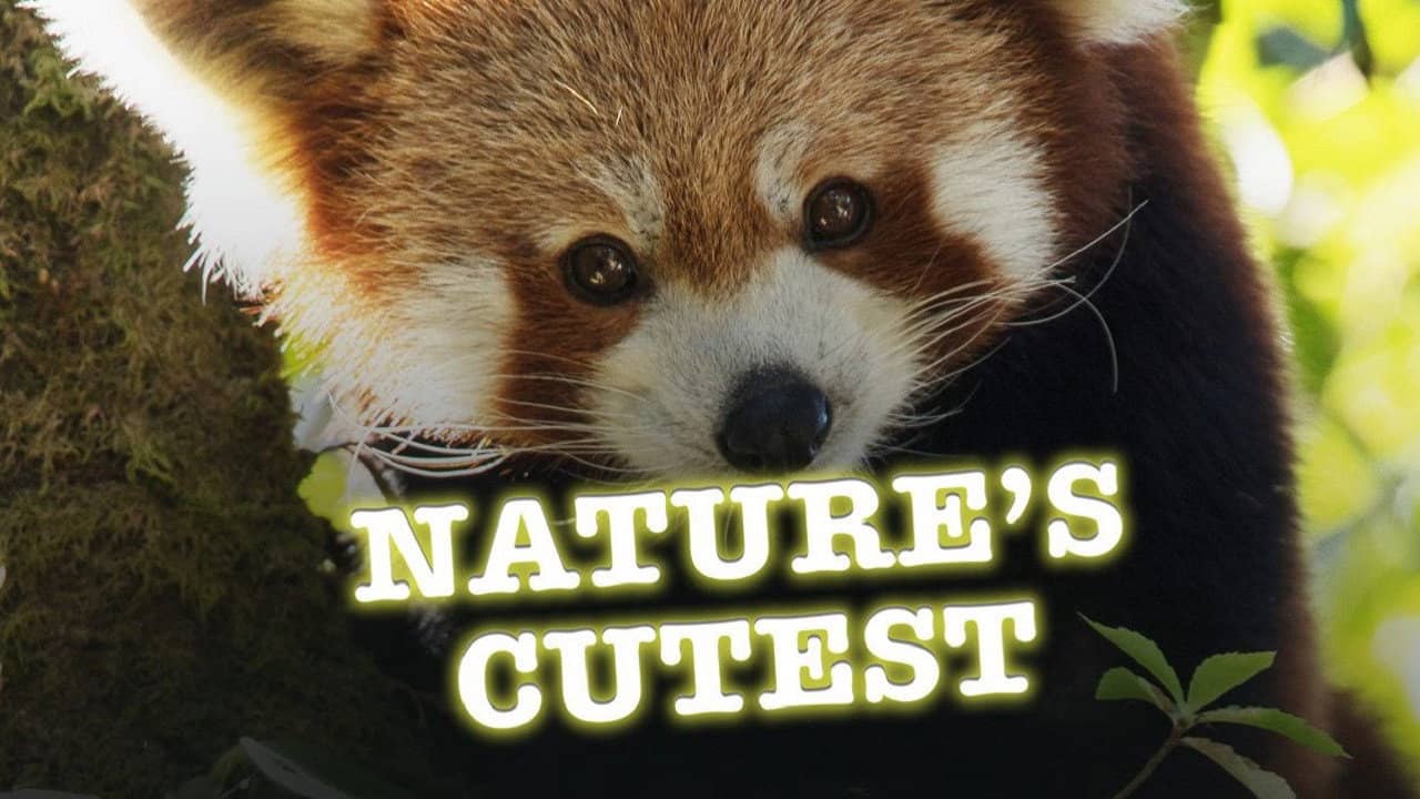 Nature's Cutest backdrop