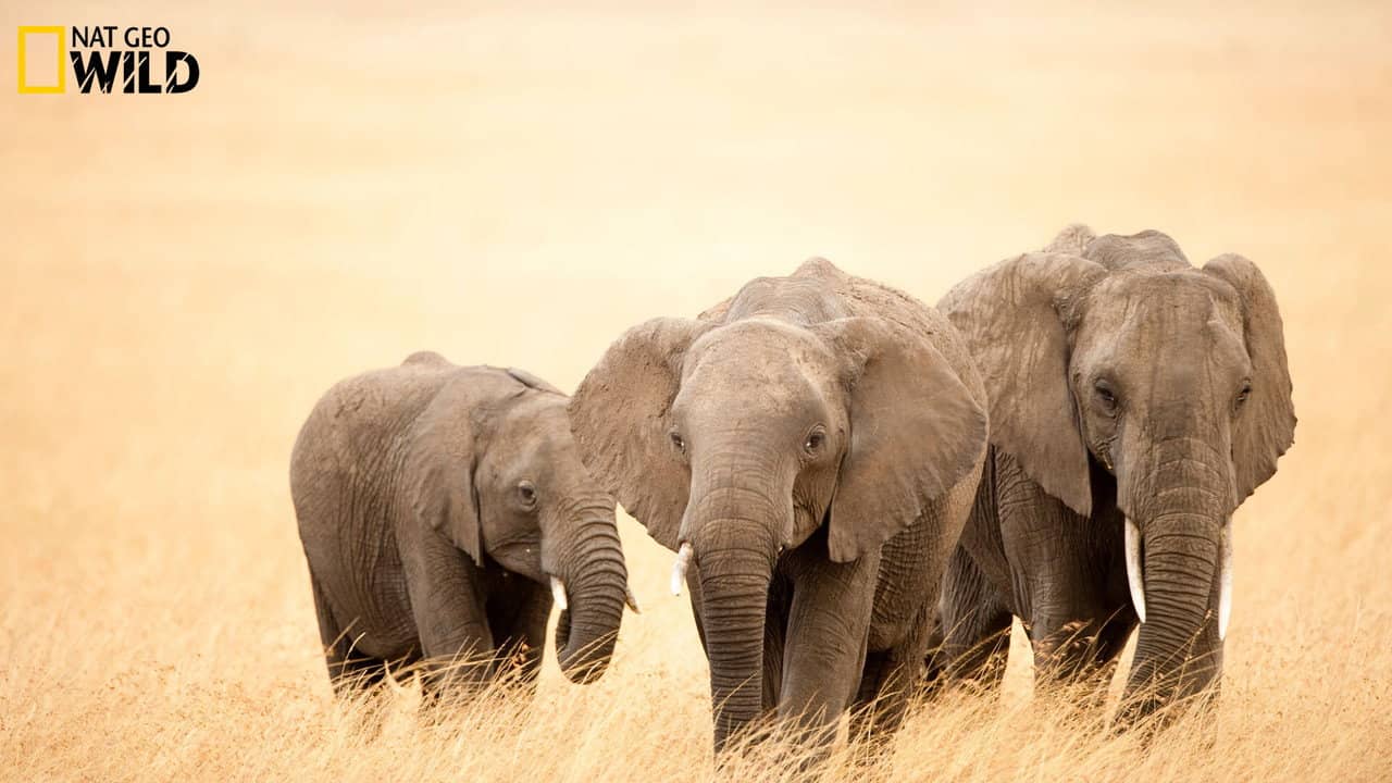 Africa backdrop