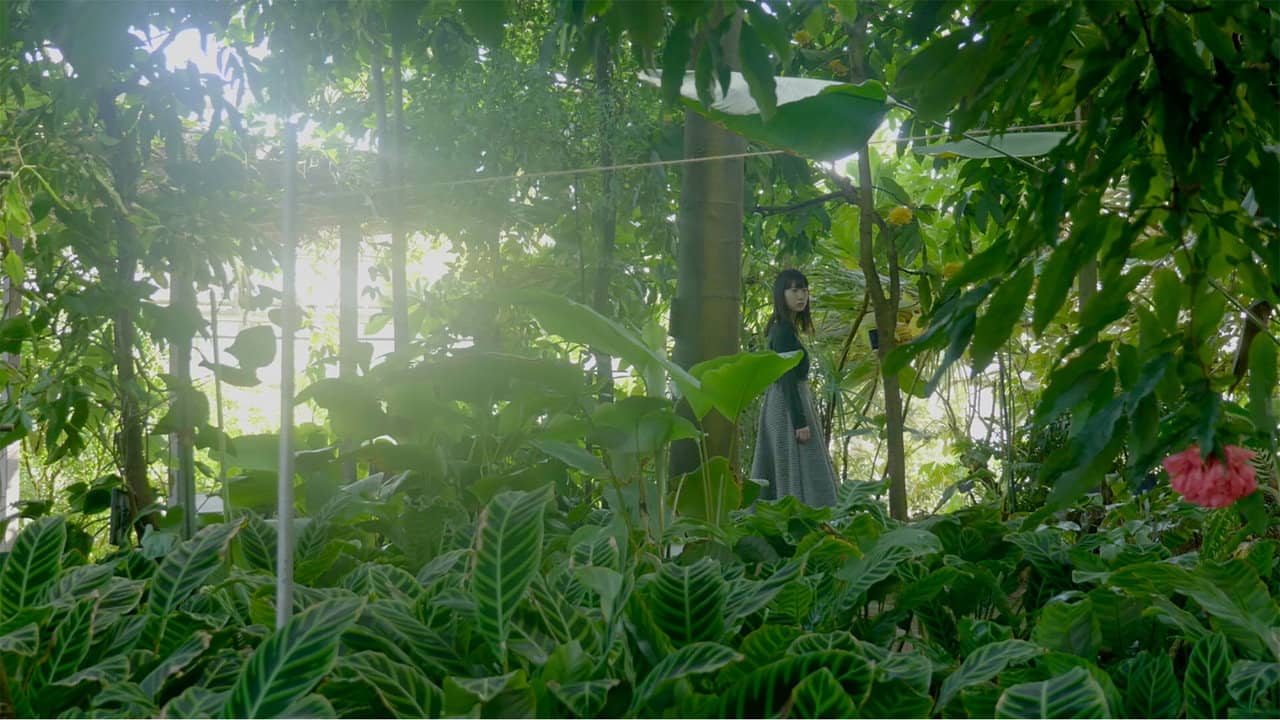 The Wandering Plants backdrop