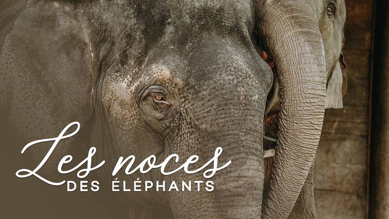 The wedding of the elephants backdrop