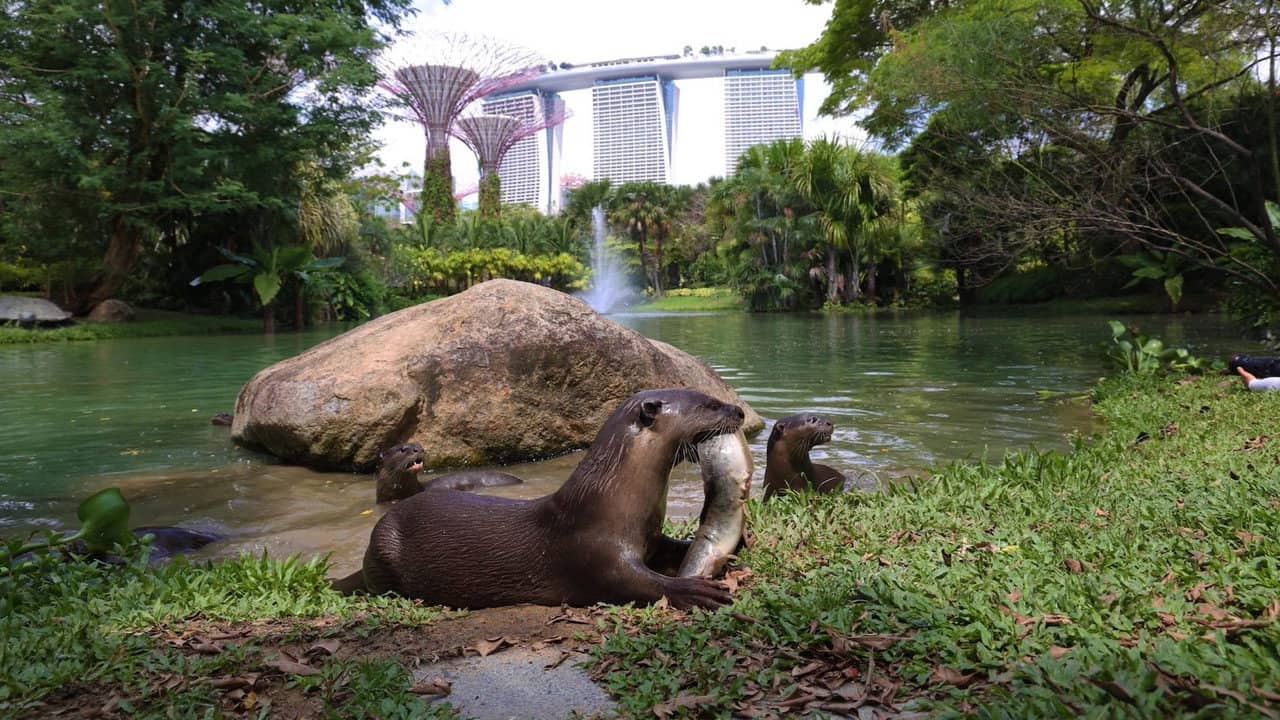 Uptown Otters backdrop