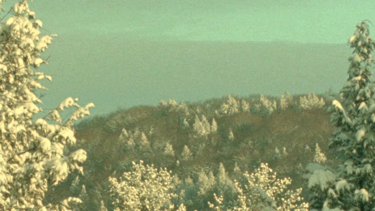 Winter Light backdrop