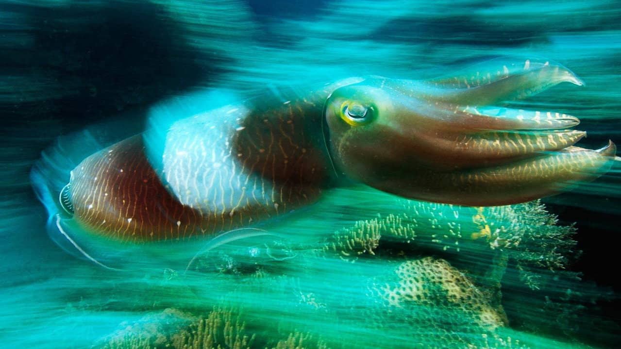 Cuttlefish: Kings of Camouflage backdrop