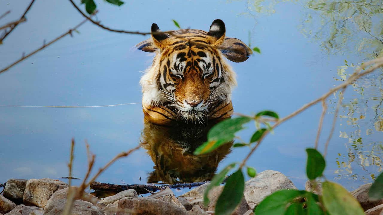 Tiger 24 backdrop