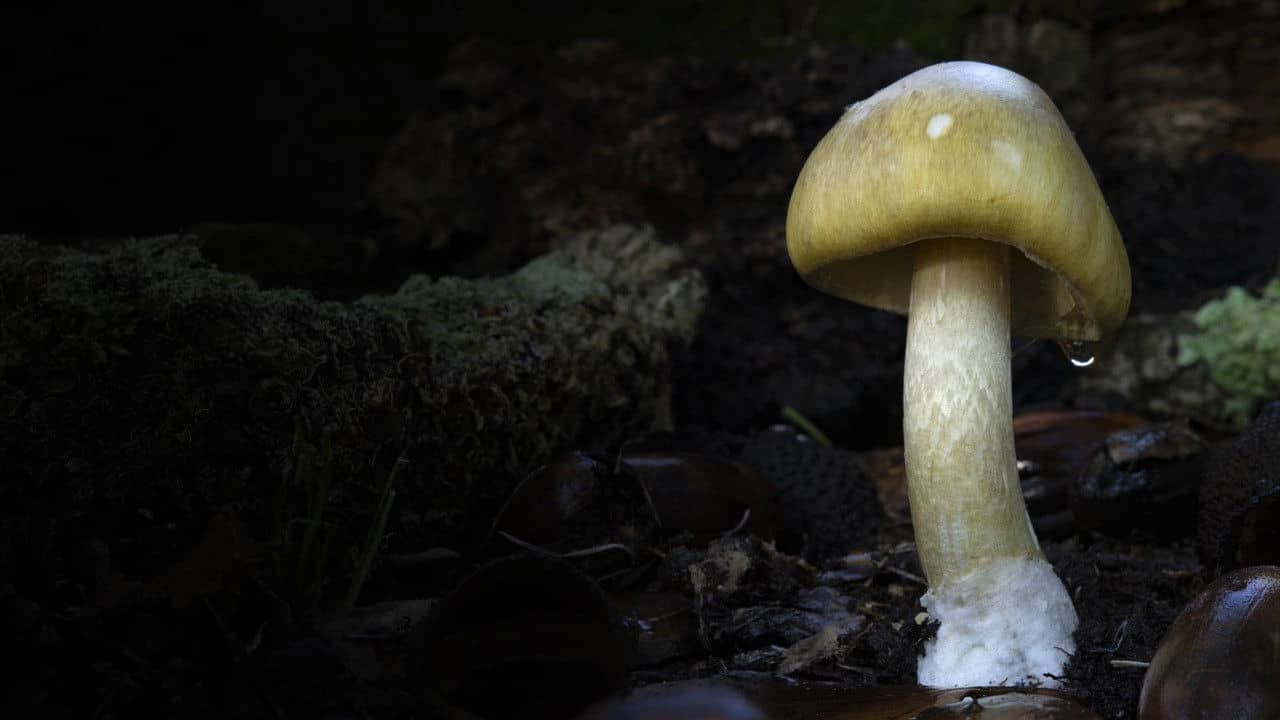 Revealed: Death Cap Murders backdrop