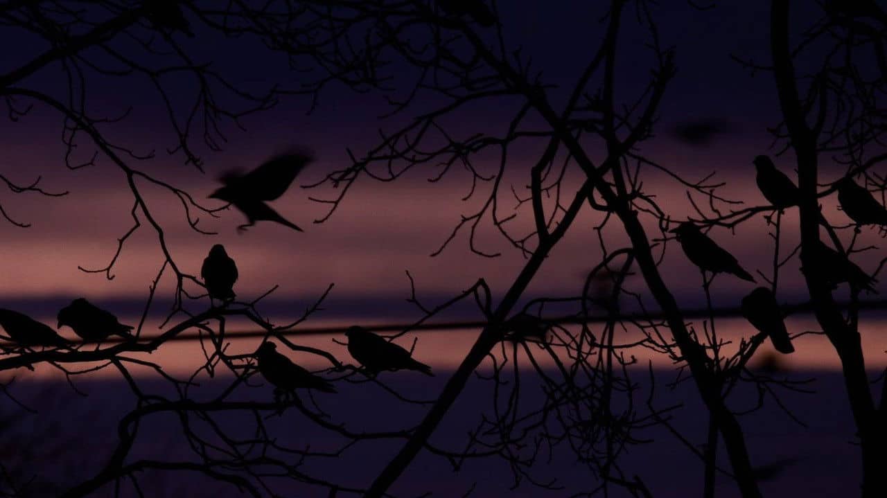 Crows - Nature Is Watching Us backdrop