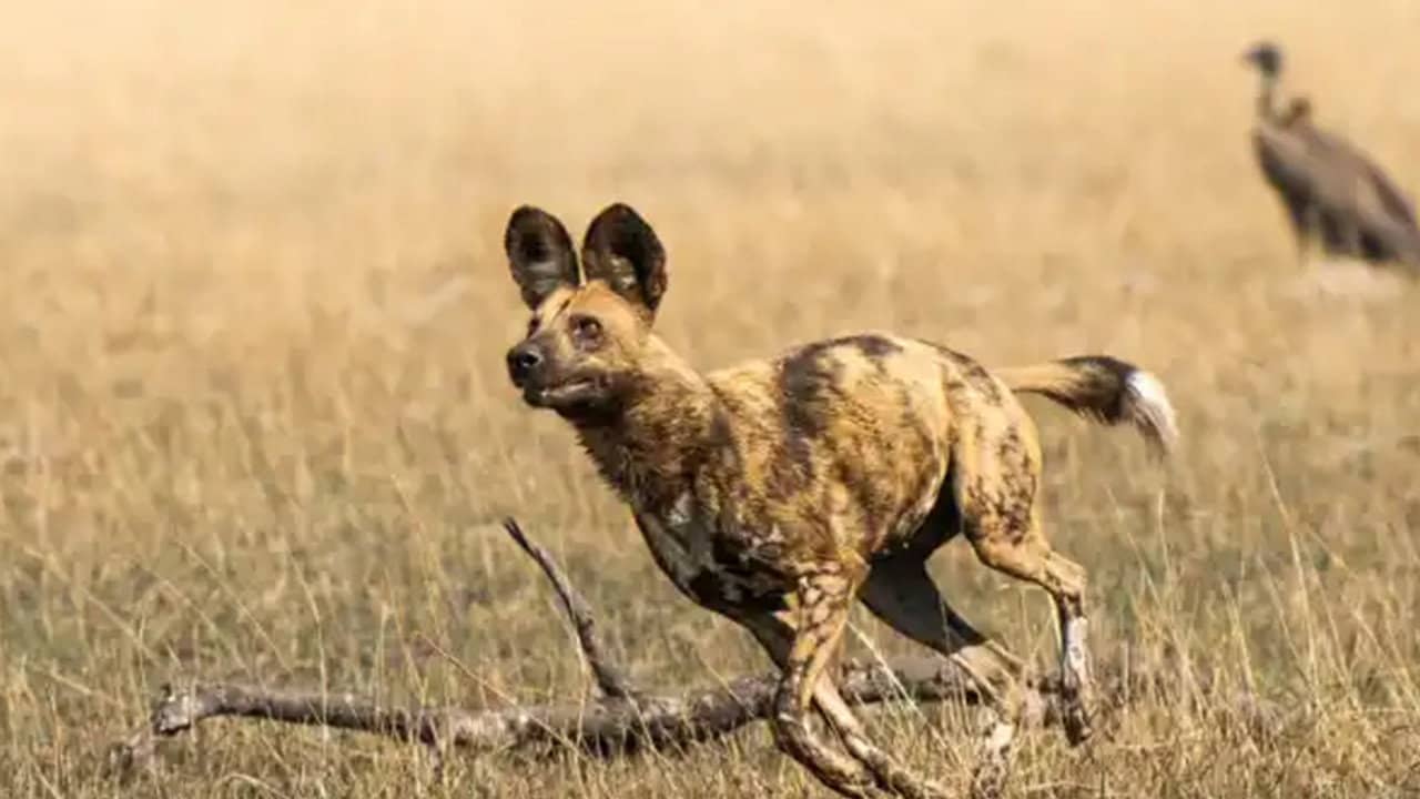 African Adventure: Safari in the Okavango backdrop