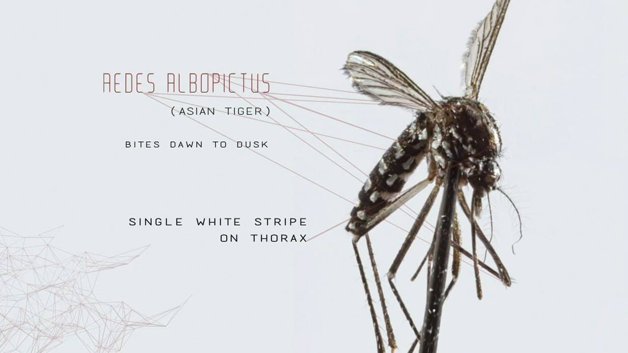 Mosquito backdrop
