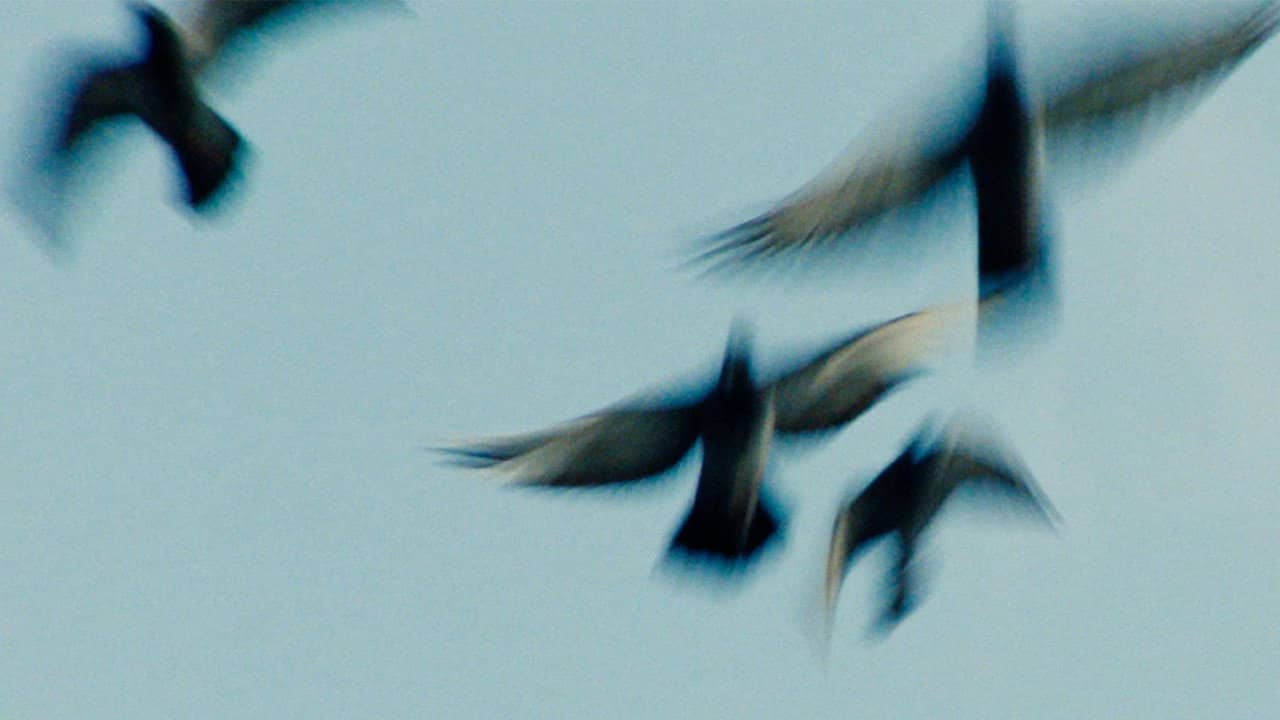 Pigeonman backdrop