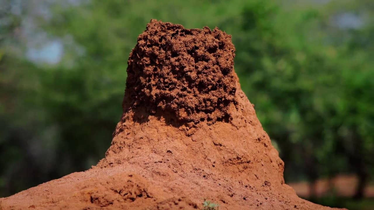 Termites: The Inner Sanctum backdrop