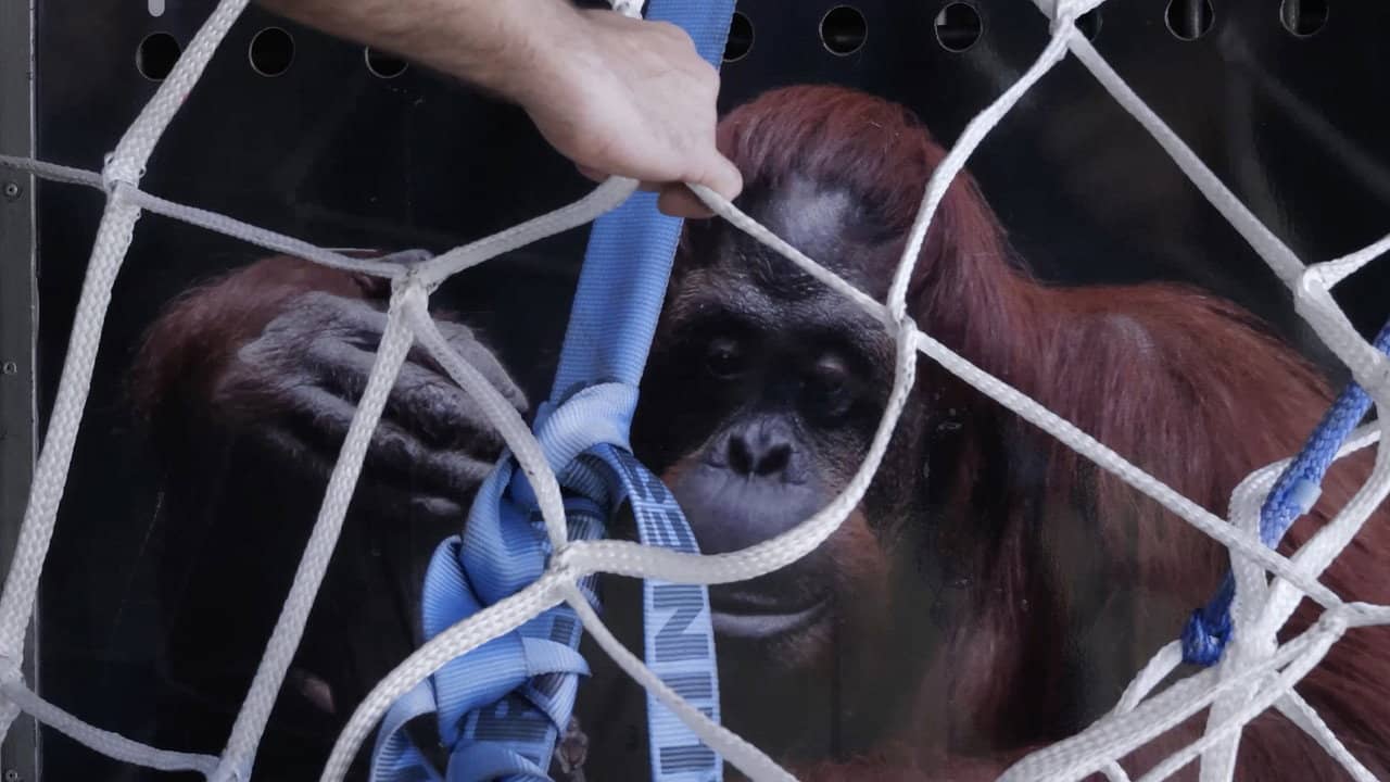 Sandra, The Primate Citizen backdrop