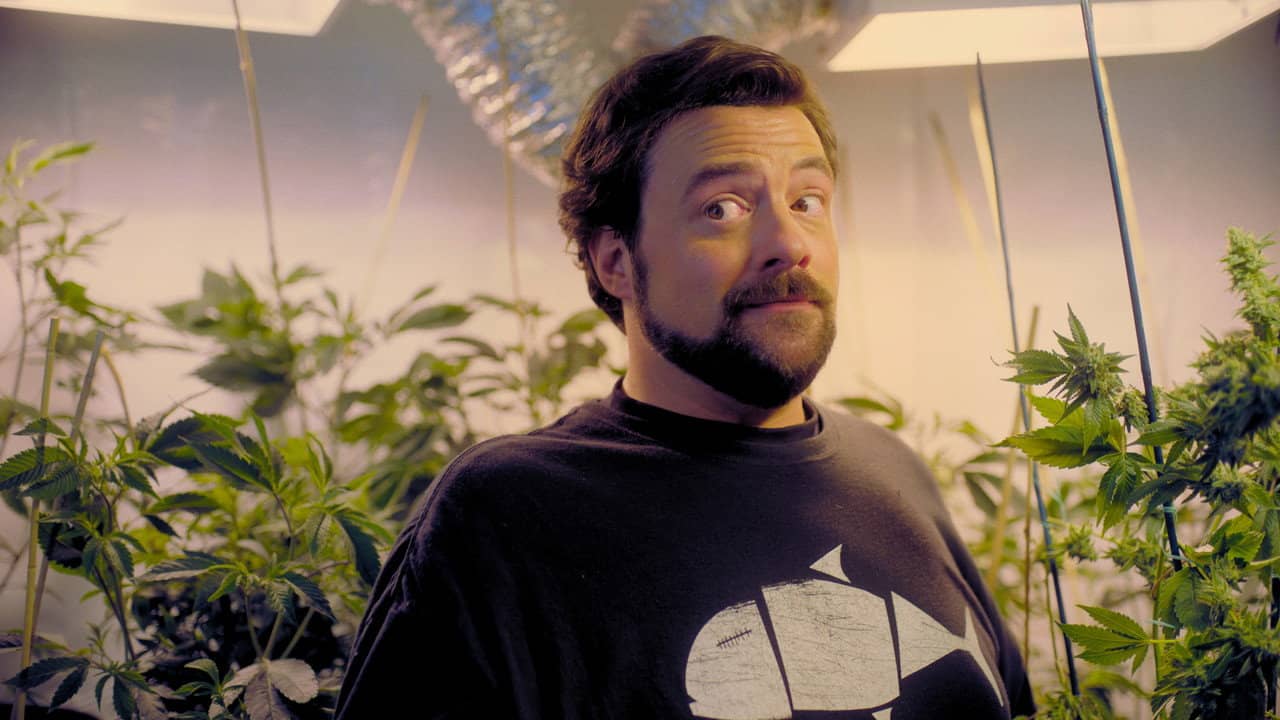 Hollyweed backdrop