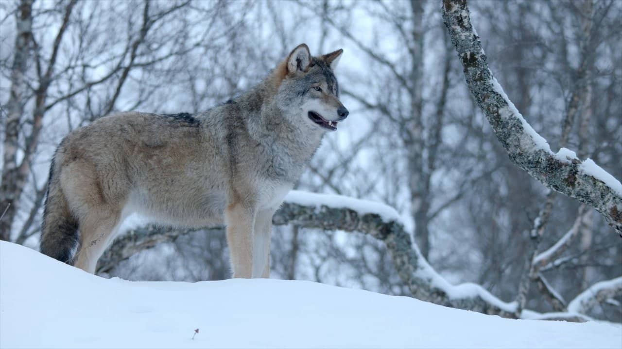 Winter's Hidden Wonders backdrop