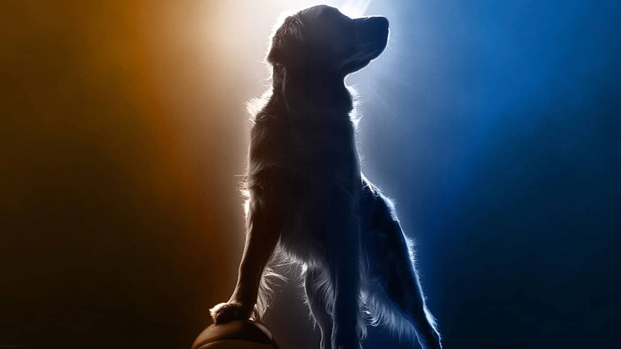 Air Bud Returns backdrop