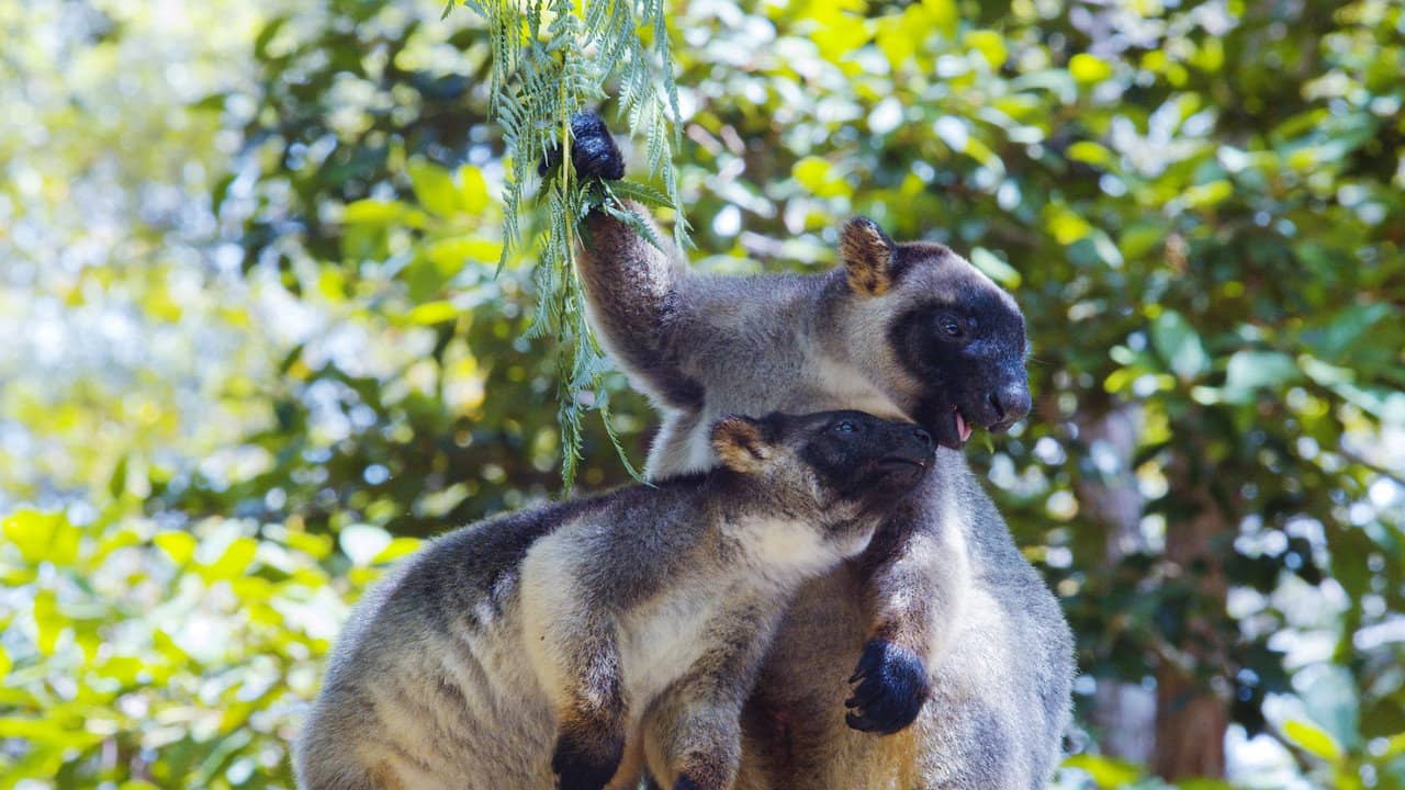 Tree Kangaroos: Ghosts of the Forest backdrop