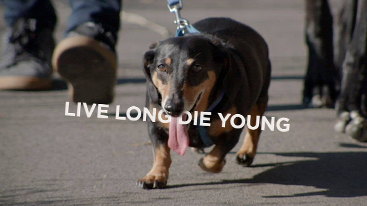 Live Long Die Young backdrop