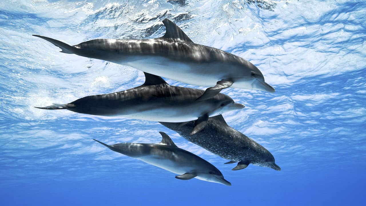 Dolphins: Spy in the Pod backdrop