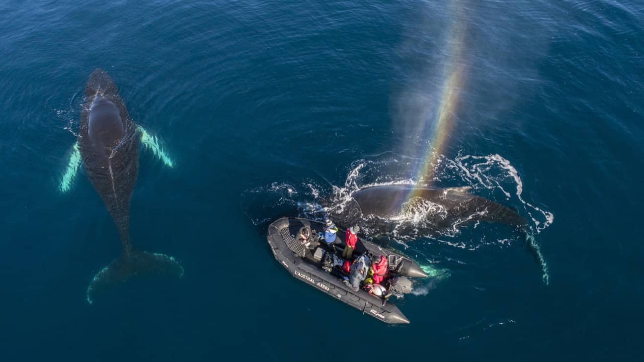 Whales in a Changing Ocean backdrop