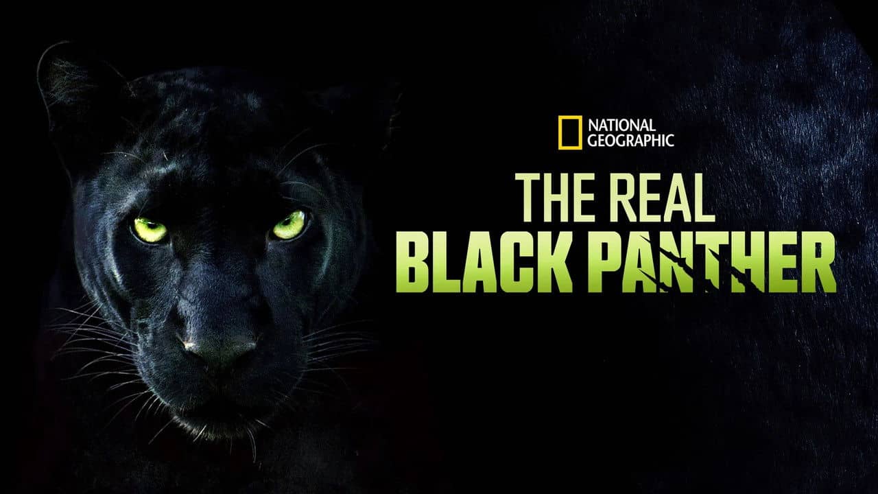 The Real Black Panther backdrop