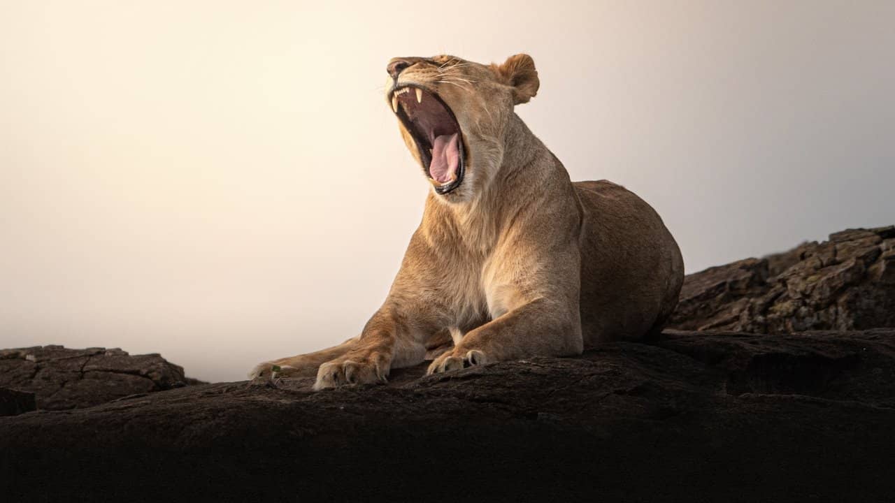 Lion Kingdom backdrop