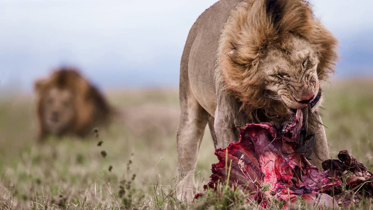 Lion Feeding Frenzy backdrop