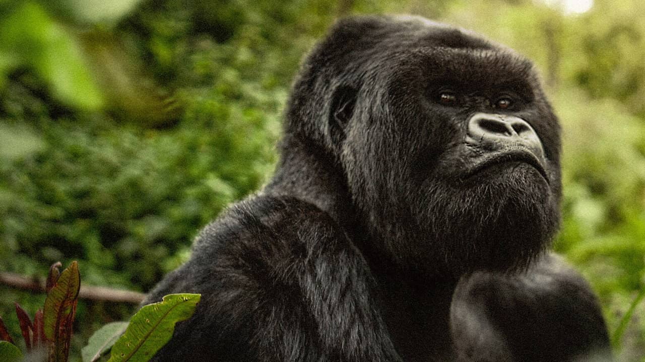 A Gorilla Story: Told by David Attenborough backdrop