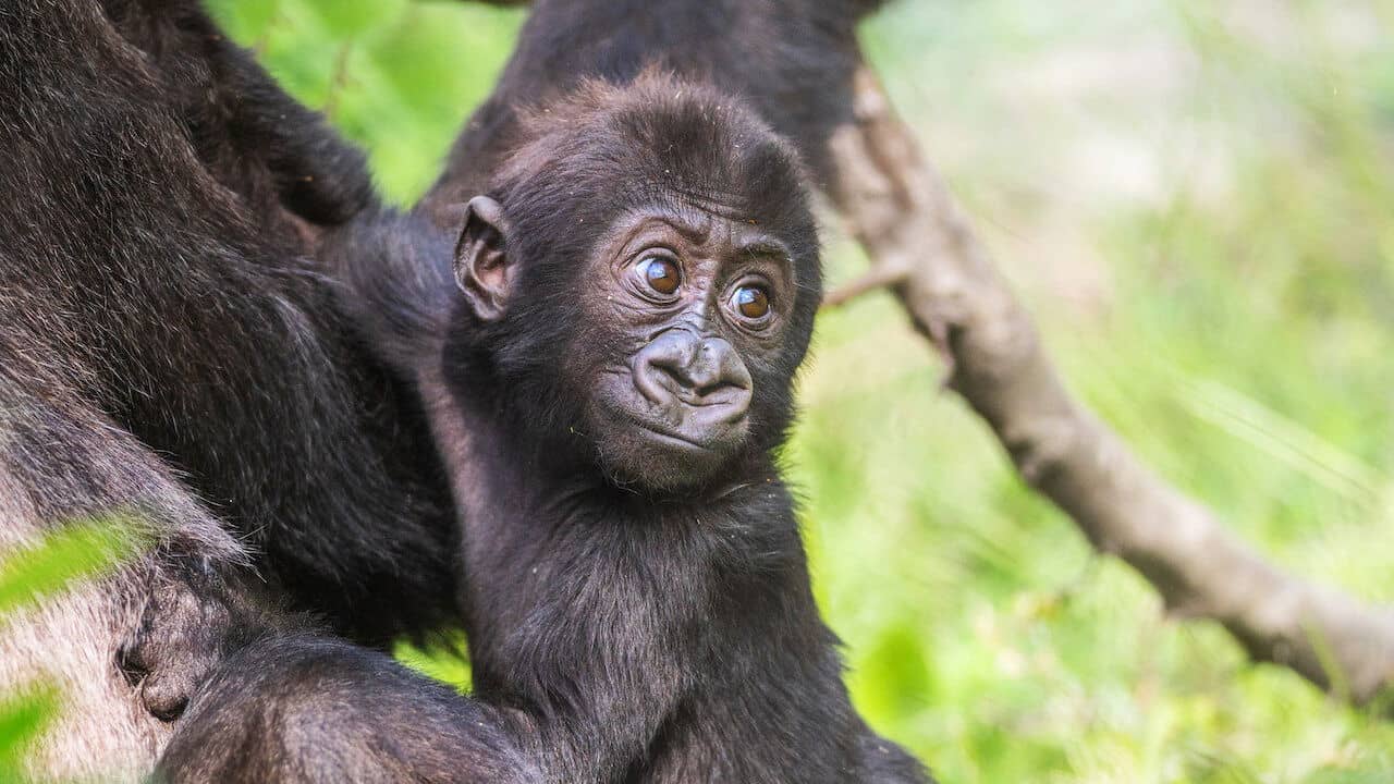 Baby Gorilla Cam backdrop
