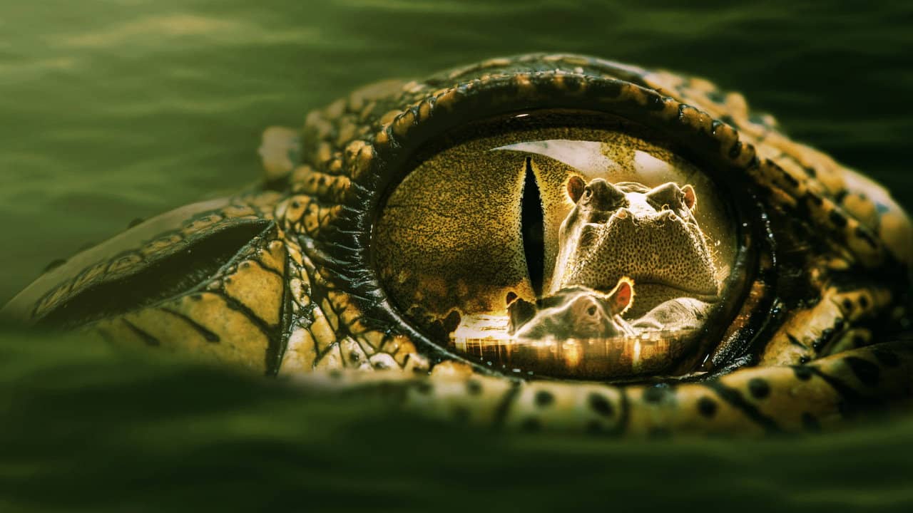 Hippo vs Croc backdrop