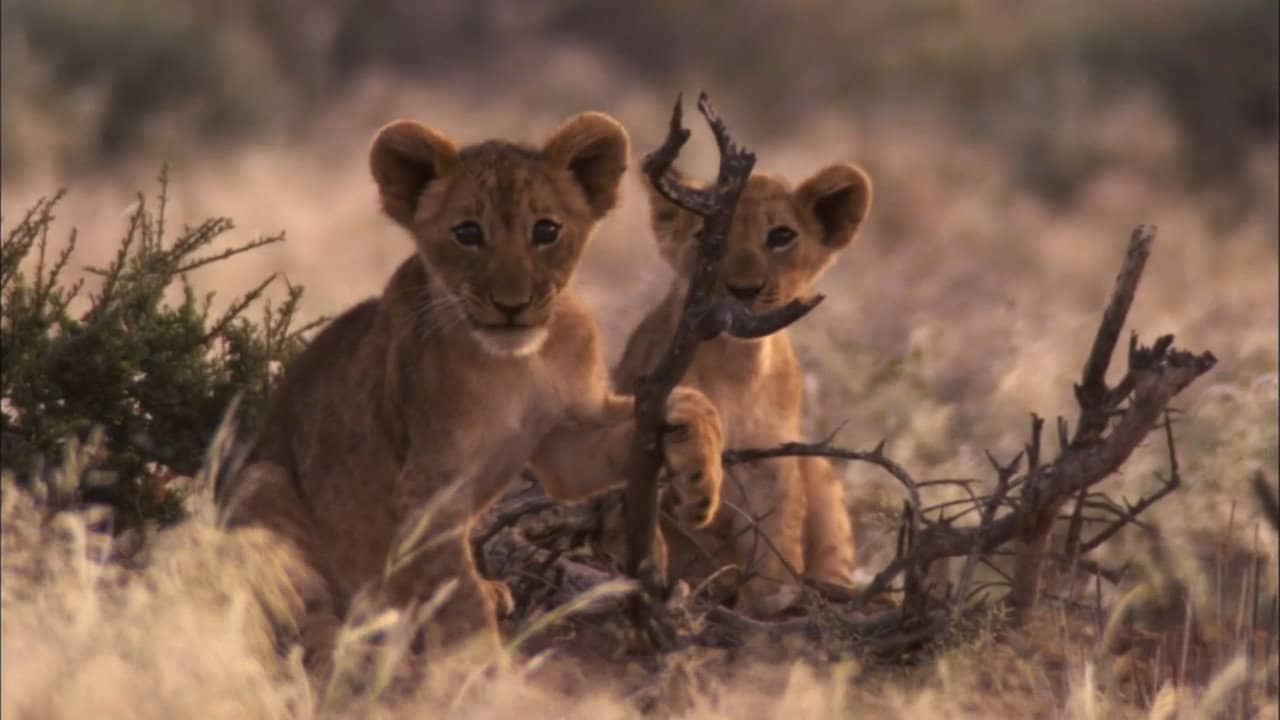 Desert Lions backdrop