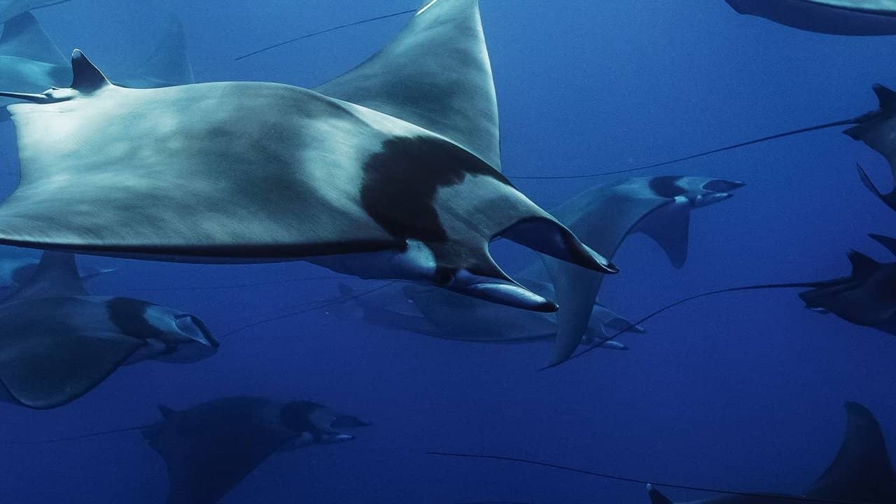 Mobula, la légende des diables backdrop