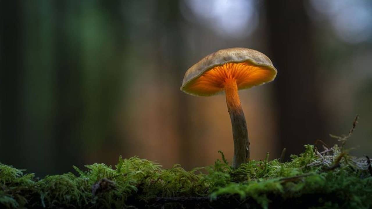 Le monde extraordinaire des champignons backdrop