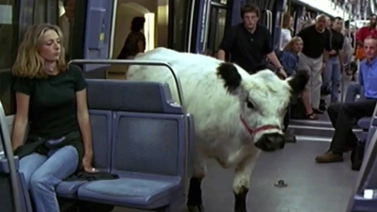 The Cow and the President backdrop